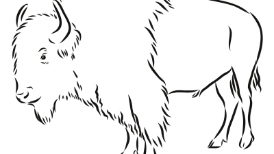 Realistic Bison Coloring Pages