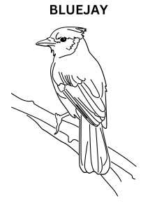 Realistic Bluejay Coloring Pages