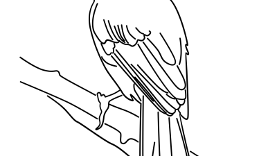 Realistic Bluejay Coloring Pages