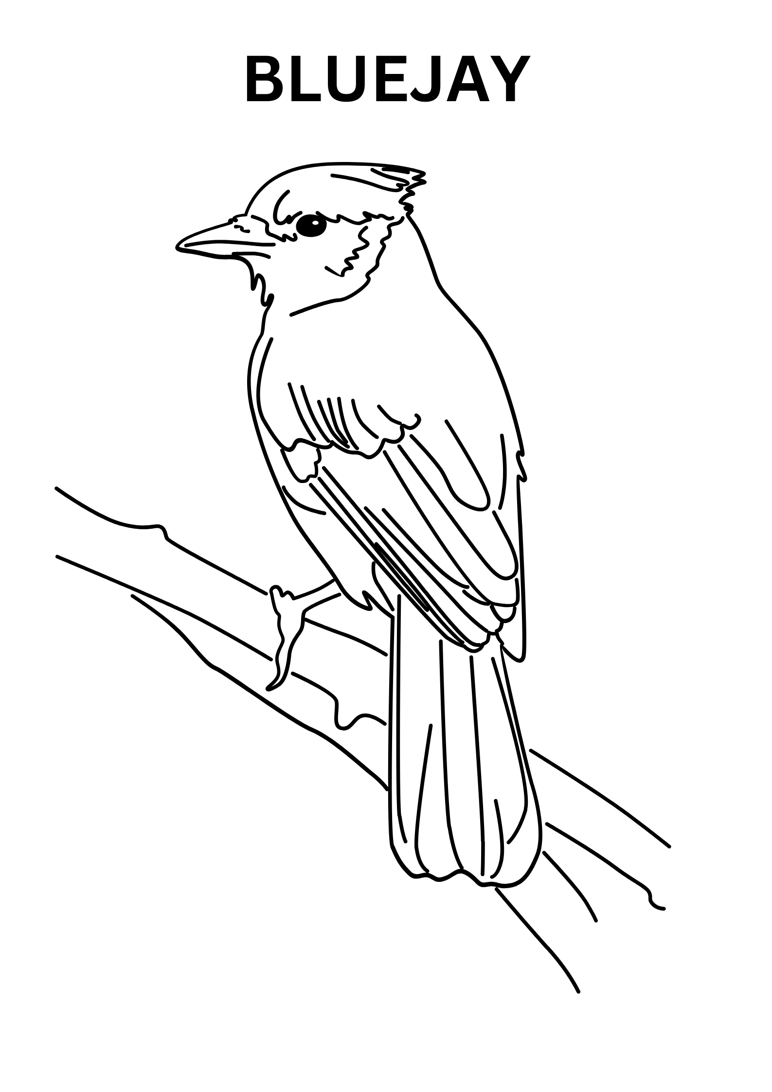 Realistic Bluejay Coloring Pages