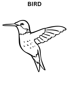Simple Bird Coloring Sheets