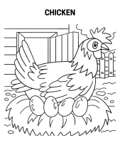 Chicken coloring pages for adults