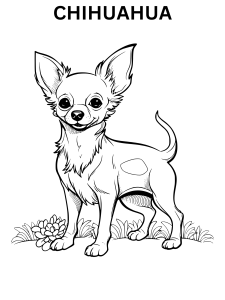 Realistic chihuahua coloring pages